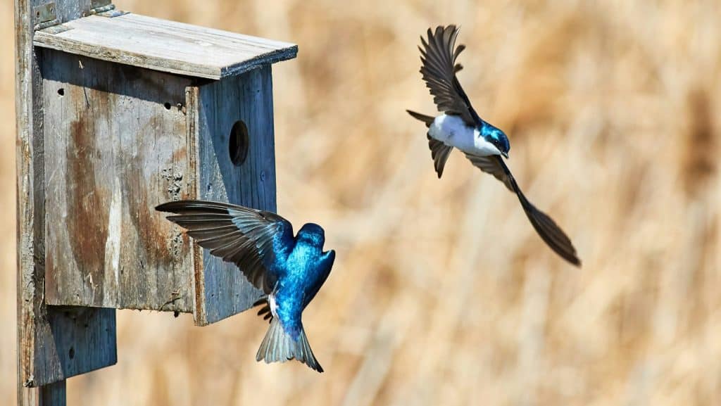 Wooden birdhouse with 2 birds